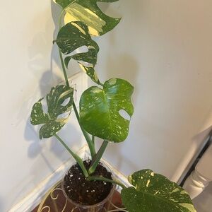 Monstera Thai constellation